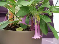 DSCF1831.webp