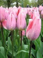 Keukenhof_1_IMG_4293_1.webp