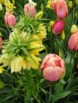 Keukenhof_3_IMG_4311_1.JPG