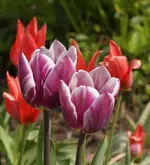 Keukenhof_4_.webp
