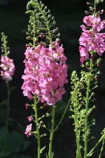IMG_9928.webp