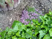 zwergpolster thymian.webp