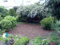 deutzienhecke.webp