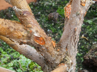 hibiskus5.webp