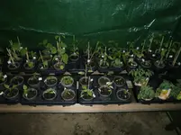 Tomaten im Häuschen.webp