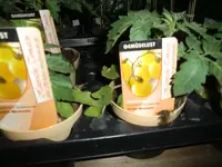 Neue Tomaten.webp