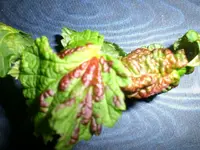 Mai Johannisbeerblatt20120518_02.webp