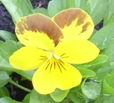 Hornveilchen (selbst), 19.05.12.webp