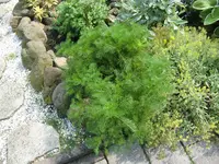 unbekannte 004.webp