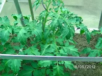k-BILD0834.webp