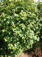 DSCF2591.webp