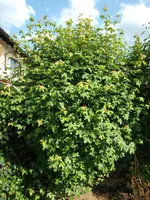 DSCF2592.webp