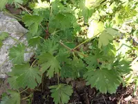 DSCF2589.webp