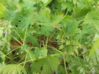 DSCF2590.webp
