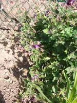 DSCF2596.webp