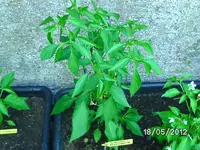 k-BILD0688.webp