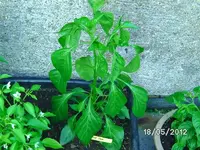 k-BILD0690.webp