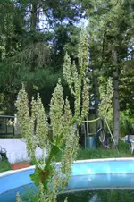 maikäfer 072.webp