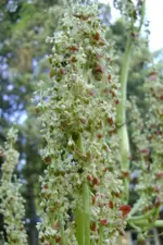 maikäfer 074.webp