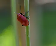 Käferchen1.webp