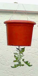 Tomate Upside down.webp