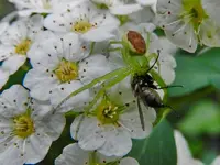 Spinne mit Beute_014.webp