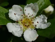 mispelblüte.webp