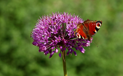 Pfauenauge auf Purple Sensation_smaller.webp