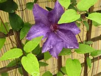 014.webp
