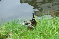 2012_0509Frühling0039.webp