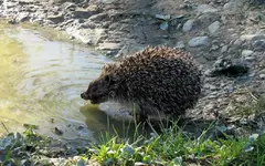 Copy of IMG_6745v.webp