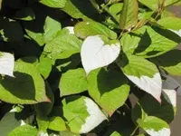 Bild 236.webp