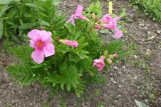 Garten 05 2012 4 003.webp