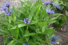 Garten 05 2012 4 004.webp