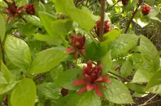 Garten 05 2012 4 005.webp