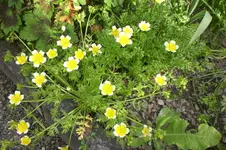Garten 05 2012 4 007.webp