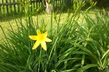 Garten 05 2012 4 008.webp