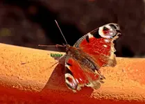 Pfauenauge am Rand von Terracotta_Topf_beschriftet.webp