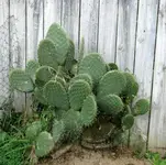 Copy of IMG_2487v.webp