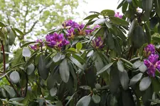 APIMG_5855.webp