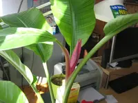Blüte Musa velutina 16_05_12.webp