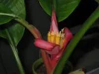Blüte Musa velutina 20_05_12 (1).webp