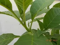 DSCN0270.webp
