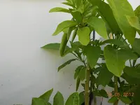 DSCN0272.webp