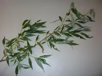 DSCF2598.webp
