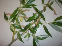 DSCF2599.webp