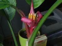 Blüte Musa velutina 20_05_12 (9).webp
