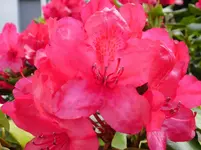 P5200012_kl.webp