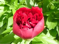 P5200019_kl.webp