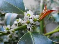 Ilex-100.webp